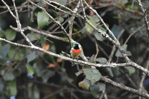 Eastern Double-collared Sunbird (Cinnyris mediocris), photo 1