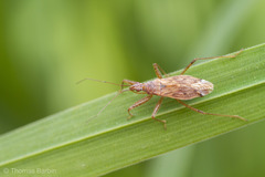 Nabis rufusculus