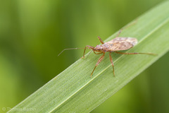 Nabis rufusculus