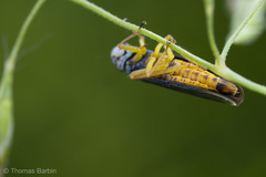 Graphocephala atropunctata