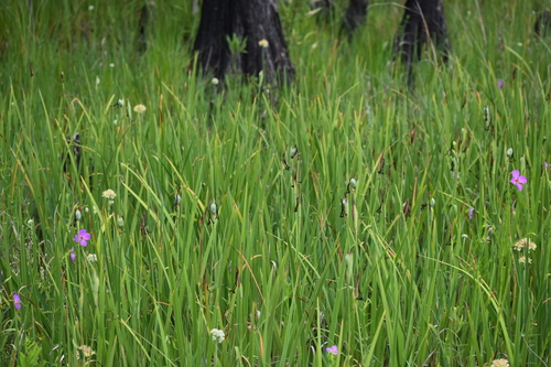 Image of Iris tridentata by (c) Ryan Watson, some rights reserved (CC BY)
