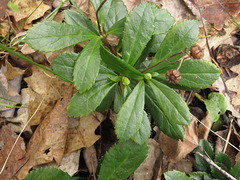 Chimaphila umbellata cisatlantica