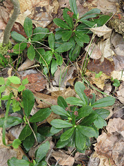 Chimaphila umbellata cisatlantica