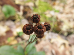 Chimaphila umbellata cisatlantica