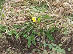 Leontodon saxatilis saxatilis