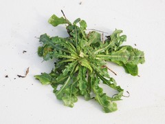 Leontodon saxatilis saxatilis