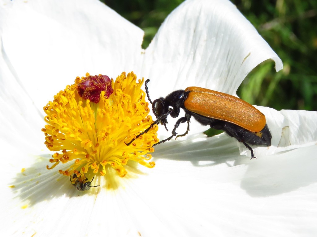 Pricklypoppy Blister Beetle