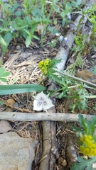 Calochortus westonii