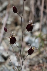 Streptanthus glandulosus niger