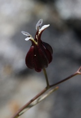 Streptanthus glandulosus niger