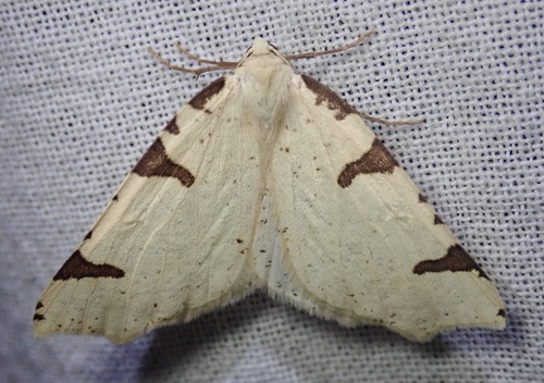 Canary Thorn photo 5