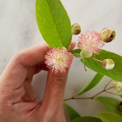 Tetracera indica