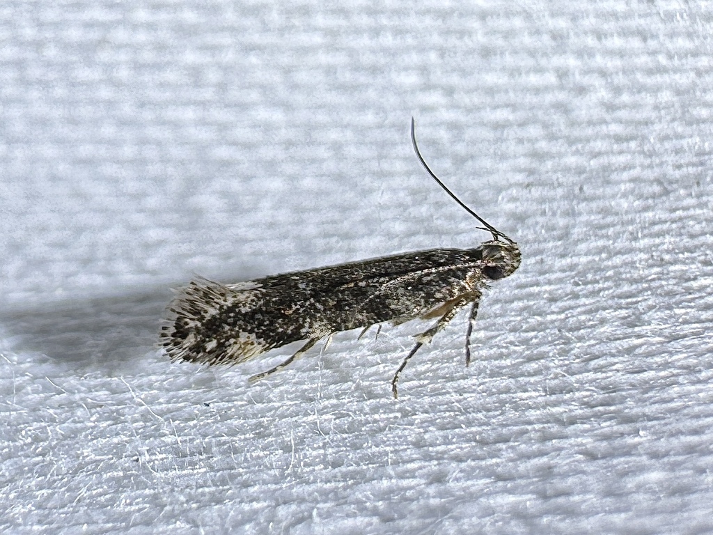 Glauce pectenalaeella