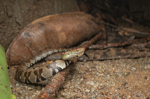 Asiatic Water Snake