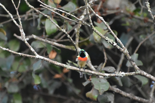 Eastern Double-collared Sunbird (Cinnyris mediocris), photo 2