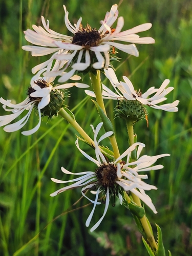 Image of thistleleaf aster by (c) Scott Allen Davis, some rights reserved (CC BY)