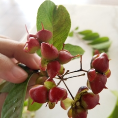 Tetracera indica