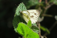 Pieris marginalis venosa