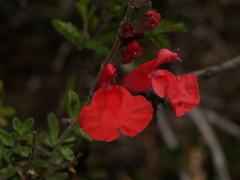 Salvia greggii