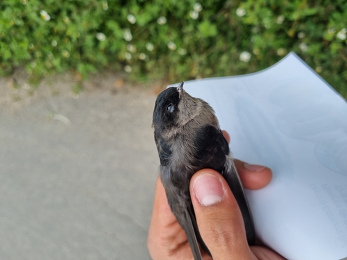 Brown-bellied Swallow (Orochelidon murina), photo 4