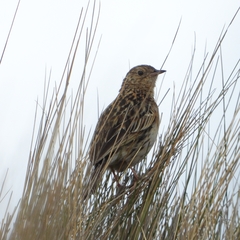 Anthus bogotensis
