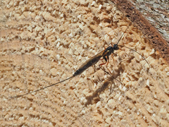 Poemeniinae