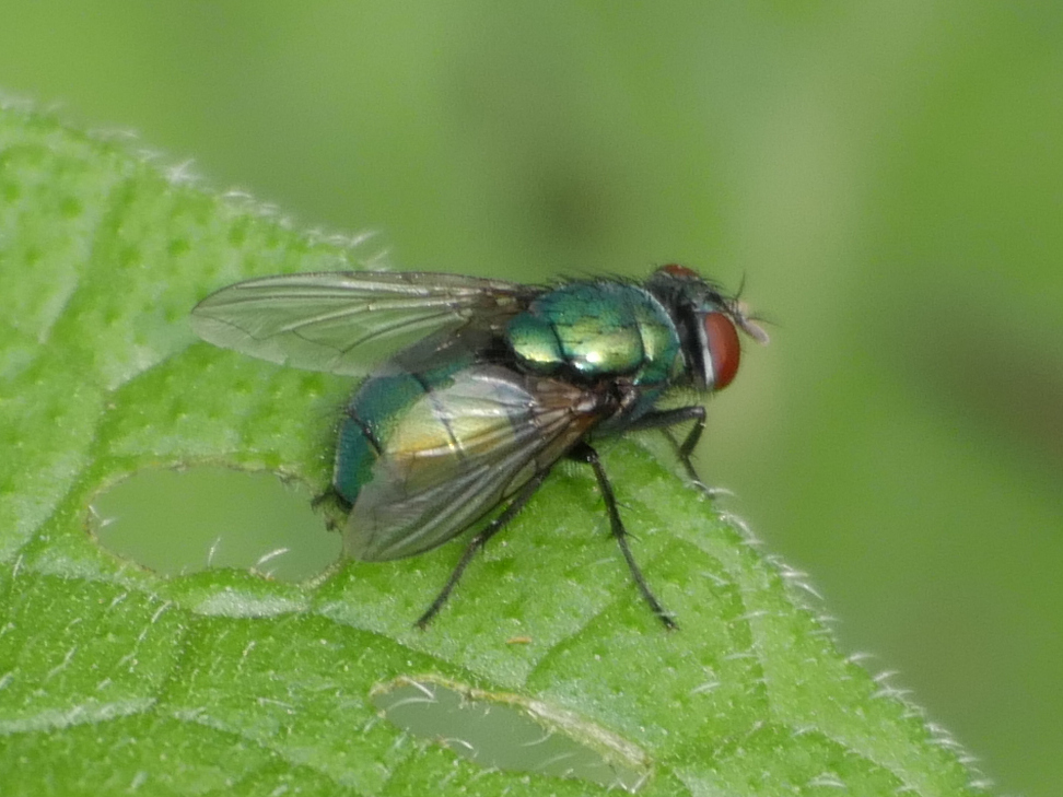 Common European Greenbottle Fly from Avelingen, Gorinchem, Netherlands ...