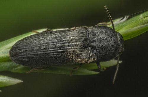 Dromaeolus barnabita