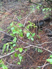 Ceanothus integerrimus