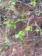 Ceanothus integerrimus
