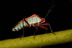 Hypselonotus bitrianguliger