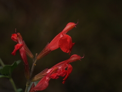 Salvia greggii