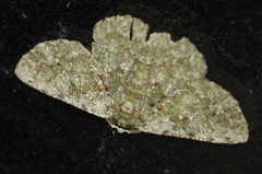 Aeolochroma viridicata