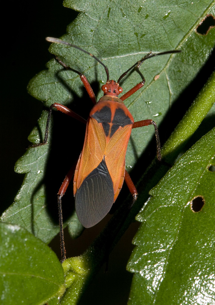 Hypselonotus bitrianguliger