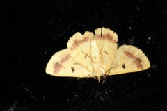 Aeolochroma viridicata