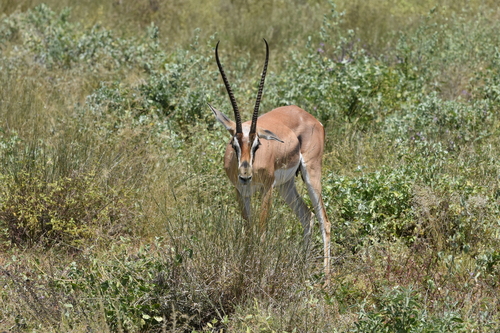 Bright's Gazelle