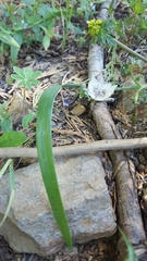 Calochortus westonii