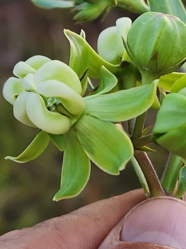 Image of Asclepias connivens by (c) Scott Allen Davis, some rights reserved (CC BY)