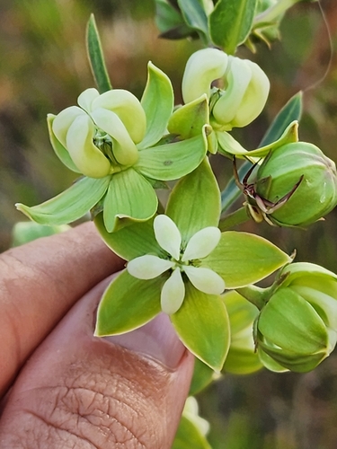 Image of Asclepias connivens by (c) Scott Allen Davis, some rights reserved (CC BY)