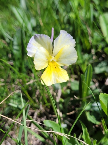 Image of Viola calcarata by (c) Roland Godon, some rights reserved (CC BY)