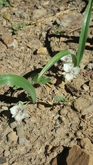 Calochortus westonii