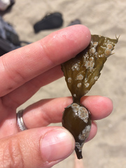 Membranipora membranacea