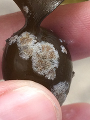 Membranipora membranacea