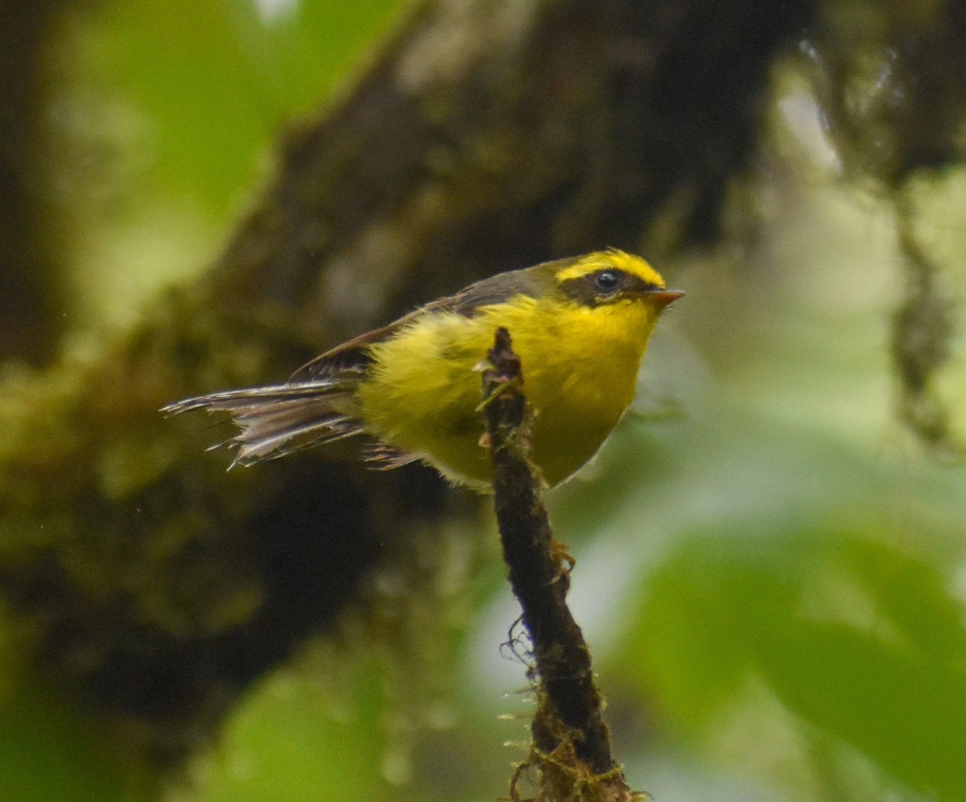 Yellow-bellied Fantail