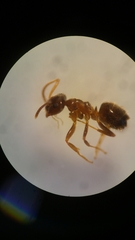 Lasius neglectus