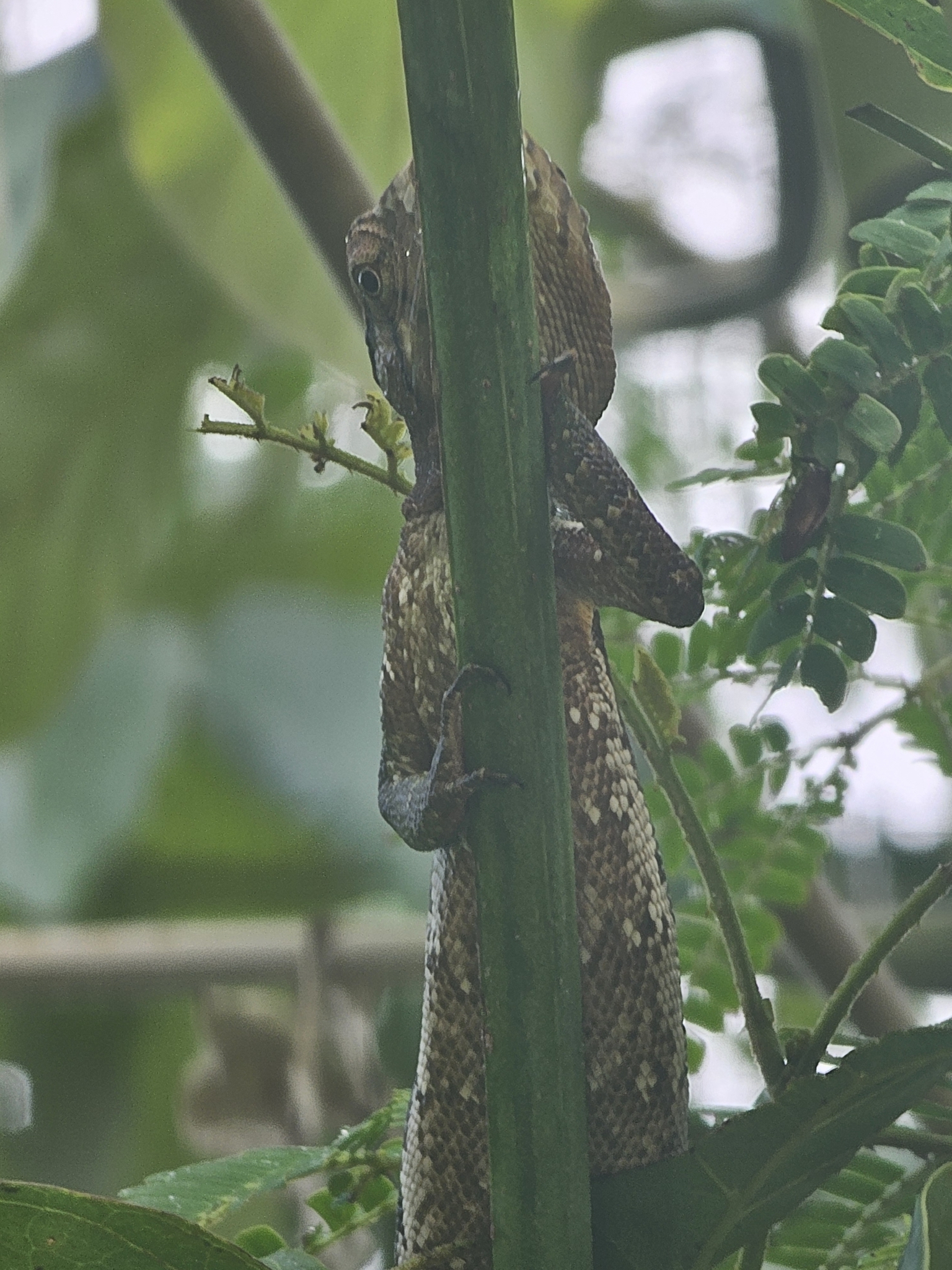 bicho-preguiça, calango-cego, calango-verde, camaleão, catatau, common monkey lizard, falso-camaleão, grünliche färberechse, lagarto-preguiça, many-colored bush anole, marmorierter buntleguan, papa-vento, papa-vento-verde