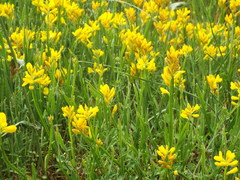 Genista sagittalis