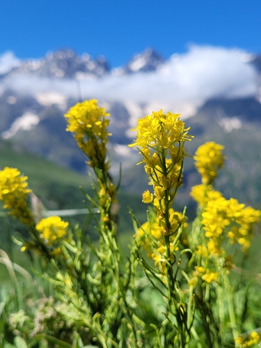 Jeweled rocket (Sisymbrium austriacum)