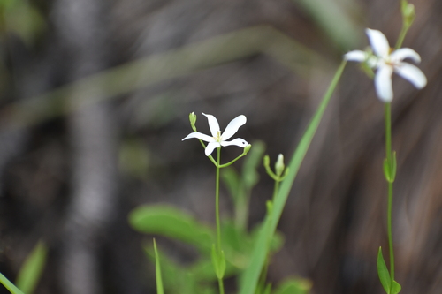 Image of Sabatia difformis by (c) Ryan Watson, some rights reserved (CC BY)