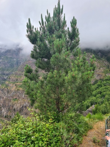 Maritime pine (Pinus pinaster)